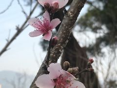 -金鸡山公园