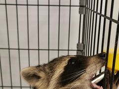 -浣熊柯尔鸭土拨鼠·电玩咖