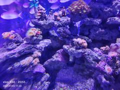 -烟台海昌鲸鲨海洋公园