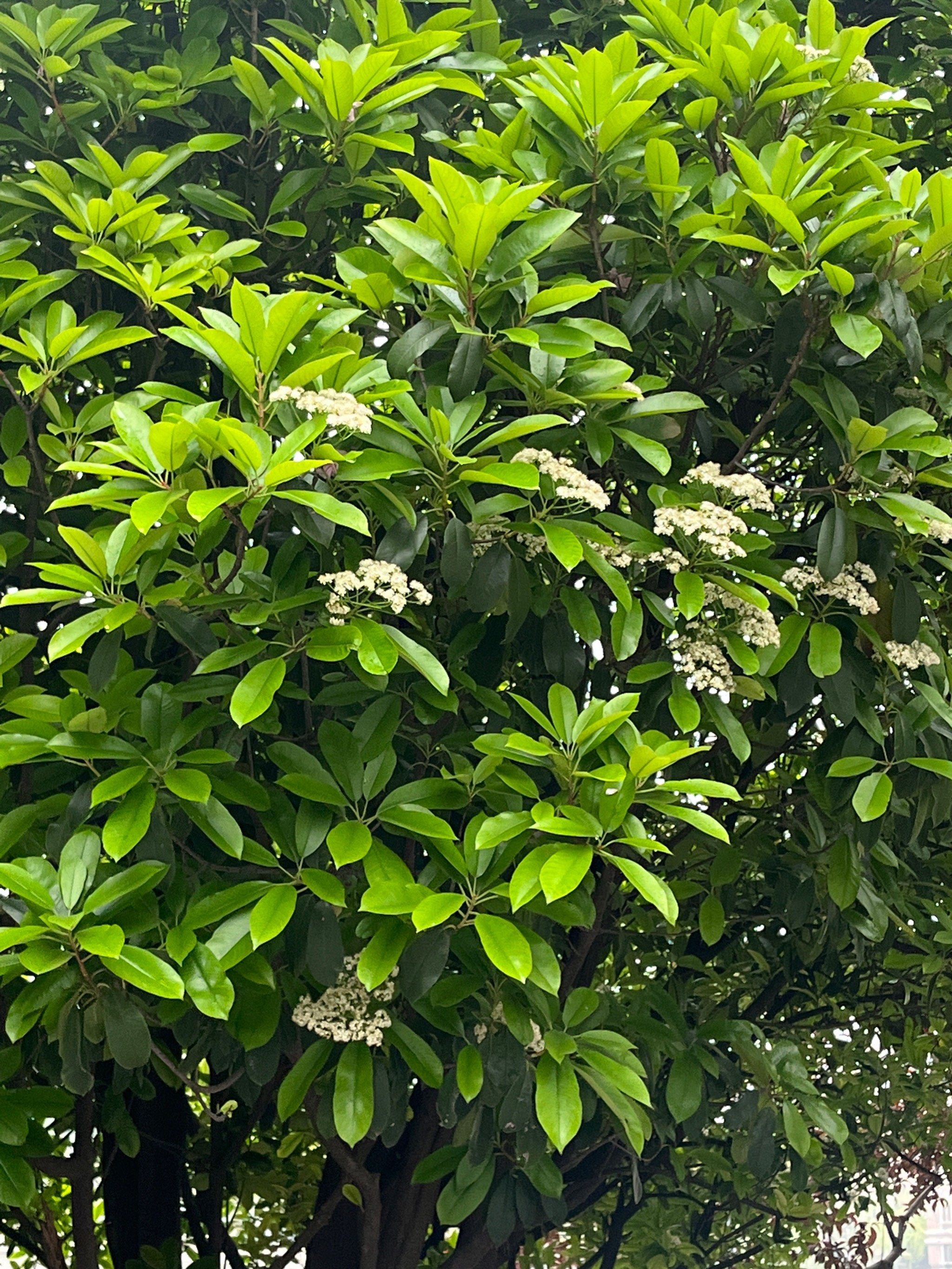 石楠花开了
