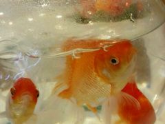 -嘉和一品粥(马家堡店)