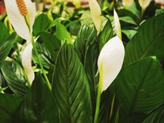 -宜家家居(四元桥商场店)