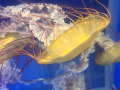 -海合安武汉极地海洋公园