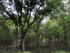 -南京市无想山景区