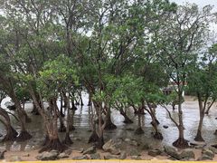 -宝安西湾红树林湿地公园