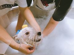 -Oh My Dog宠物沙龙(伊珊娜皮毛护理店)