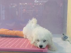 -龟与熊猫宠物公园(南坪店)