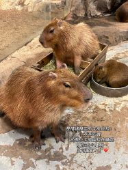 -Zoolung Zoolung动物主题公园(海信广场店)