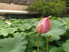 -陈家山荷花公园