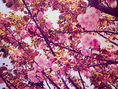 高东镇樱花园-高东镇樱花园