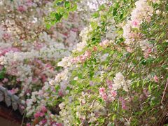 -深圳国际园林花卉博览园