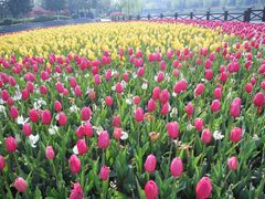 -上海鲜花港