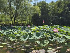 -郑州植物园