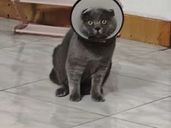 -康爱犬猫诊所·牙专科·骨外科·影像内科(丰宁店)