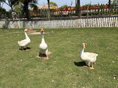 -上海长兴岛郊野公园