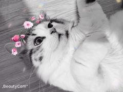 -瑞鹏宠物医院·爱宠堂·骨外专科(西荷分院)