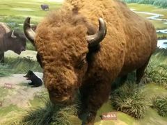 -陕西自然博物馆