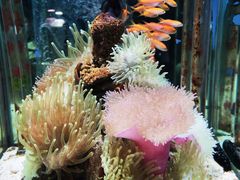 -太平洋海底世界