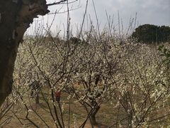 -香雪海