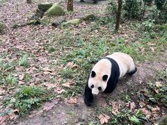 -都江堰中华大熊猫苑