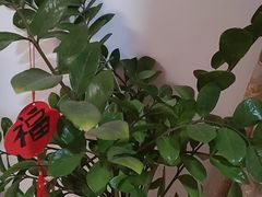 -溪岸路花鸟市场