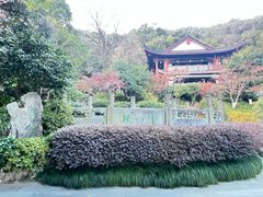 -十八棵（老龙井）御茶园(老龙井店)