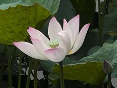 -荔湾湖公园