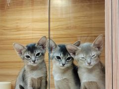 -猫十亿·布偶金渐层·曼基康矮脚猫舍(青年路店)
