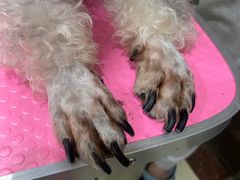 -福懋动物医院·犬猫全科·外科·重症科(杏林分院)