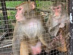 -武汉紫薇都市田园