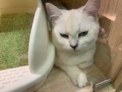 -BABIT巴比特宠物(MOMOPARK店)