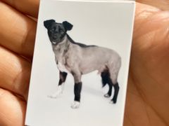 -超宠爱宠物摄影-Super pet