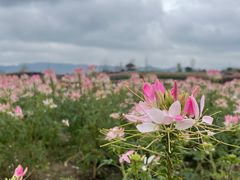 -径山花海