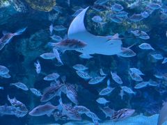 -海合安成都极地海洋公园