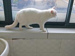 -喵的天空名猫咖啡馆·撸猫·猫舍·用品