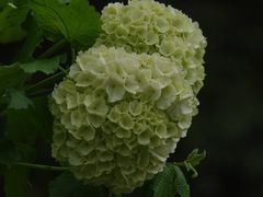 -上海滨江森林公园