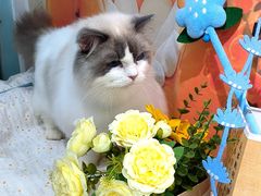 -爱洗澡的猫(望京店)