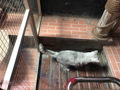 -猫咪博物馆(顶澳仔猫街店)