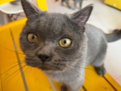 -我爱猫咪·猫咖·狗咖·安哥拉兔·羊驼咖(小寨华旗店)