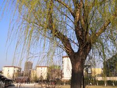 -西海子公园
