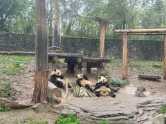 -都江堰中华大熊猫苑