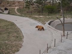 -青藏高原野生动物园