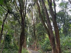 -黄埔油麻山森林公园