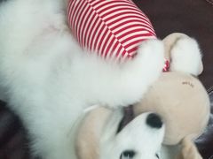 -翊宠yipet猫狗购宠庄园犬舍•猫舍