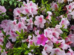 -铁山坪森林公园