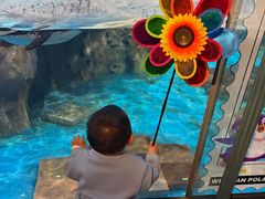 -海合安武汉极地海洋公园