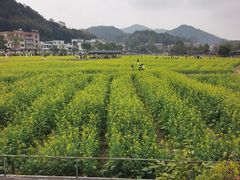 -红山村