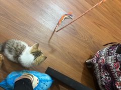-楼上猫咖(罗湖店)