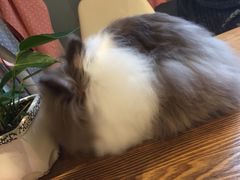 -藦茜花园宠物主题亲子互动体验馆(国顺东路店)