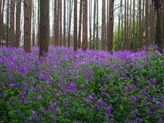 -共青国家森林公园-售票处
